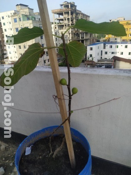 Roof top plants with gardening soil & appropriate drum